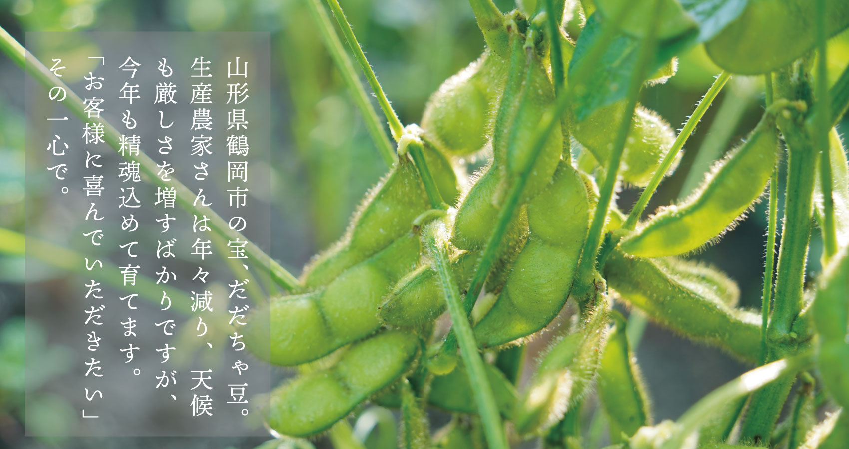 生だだちゃ豆
